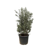 Olea Europaea streg - 225cm- Ø50
