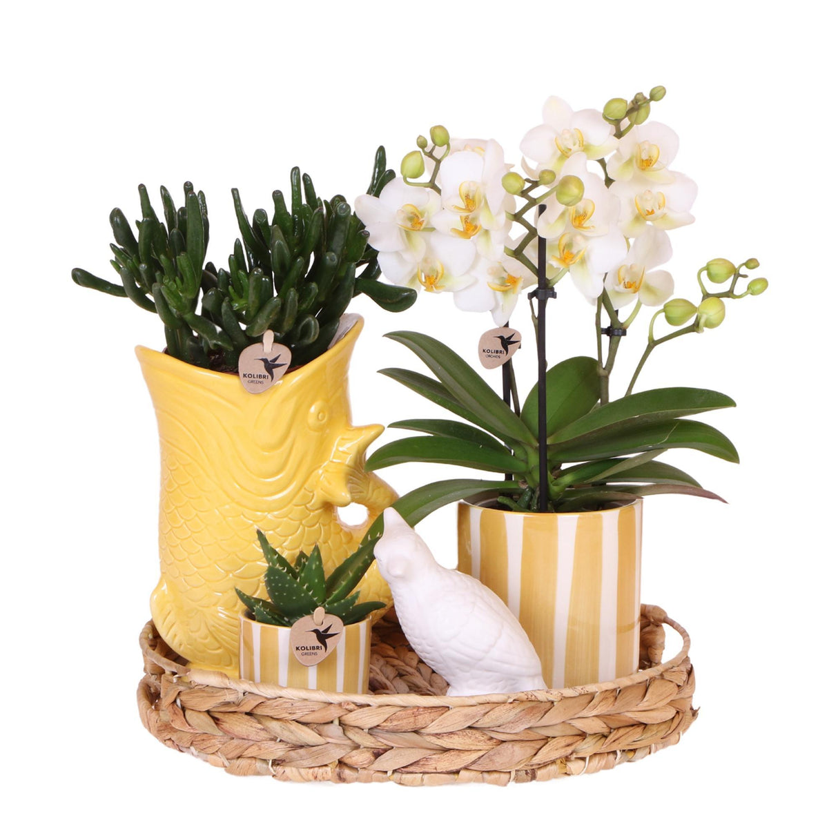 Kolibri Company | Gavesæt Mediterranean Sunset | Plantenset met witte Phalaenopsis Orchidee Lausanne en Sukkulenter inkl. keramik keramik