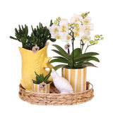 Kolibri Company | Gavesæt Mediterranean Sunset | Plantenset met witte Phalaenopsis Orchidee Lausanne en Sukkulenter inkl. keramik keramik