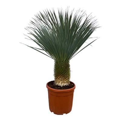 Yucca Rostrata - 160 cm - Ø50 cm