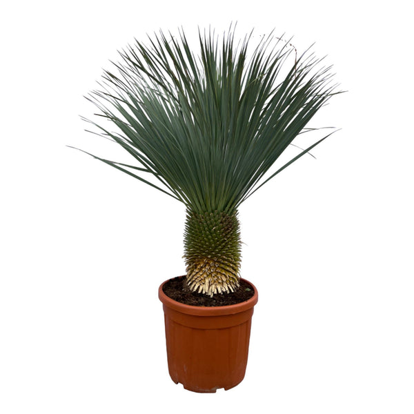 Yucca Rostrata - 160 cm - Ø50 cm