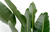 Strelitzia Augusta flerstammet