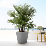Trachycarpus multi stam - 200cm - Ø45