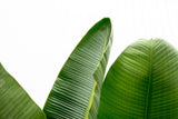 Luksus Strelitzia Augusta XXL - 250cm - ø38