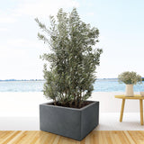 Olea Europaea streg - 225cm- Ø50