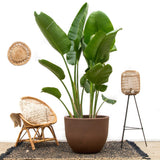 Luksus Strelitzia Augusta XXL - 250cm - ø38