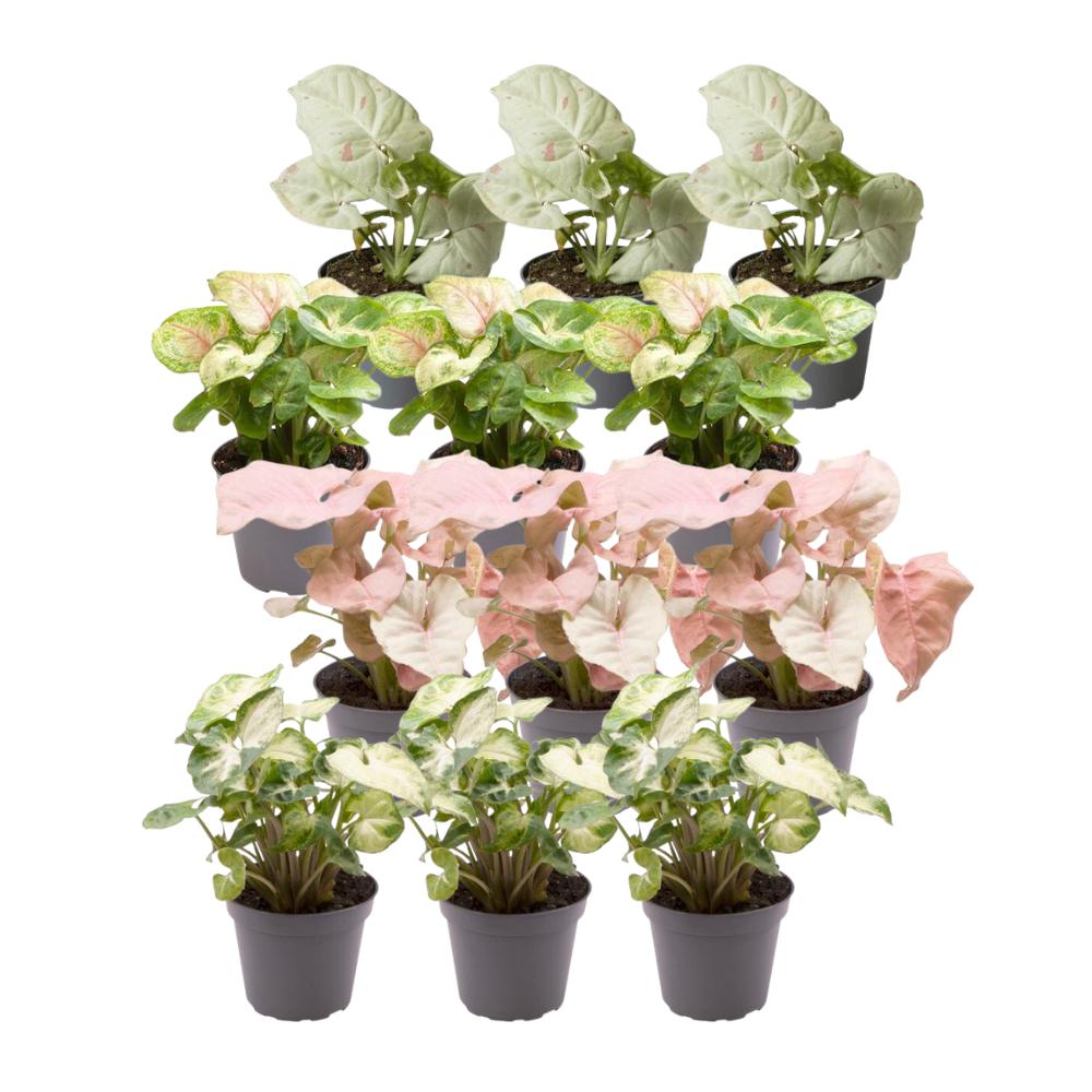 Syngonium gaveæske - Sæt med 12 planter