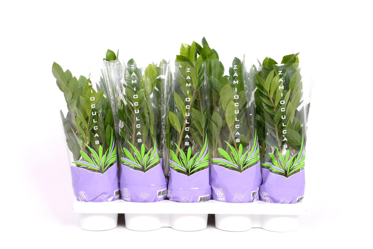 Zamioculcas 35 - Ø12cm - ↕30 cm
