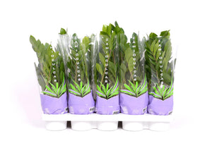 Zamioculcas 35 - Ø12cm - ↕30 cm