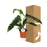 Philodendron Smal